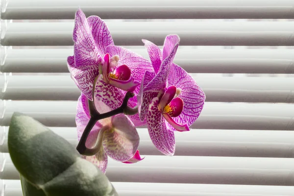 Blommande rosa phalaenopsis orkidé närbild på bakgrund av fönster — Stockfoto