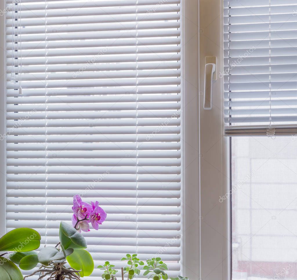 Fragment of modern window with Venetian blinds and flowering orchid