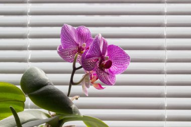 Çiçekli pembe phalaenopsis orkide Venedik Panjur arka plan üzerinde
