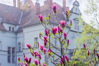 Mulan Manolya eski kalenin arka plan bulanık üzerinde çiçeklenme