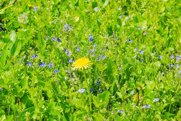 Flor de diente de león solitario entre la hierba y Verónica Chamaedrys en glade — Foto de Stock