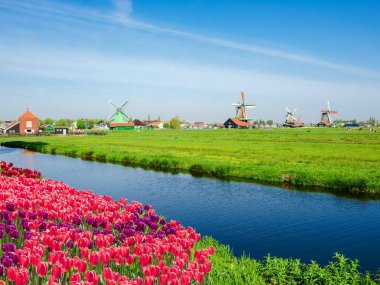 Etnografik Açık Hava Müzesi Zaanse Schans'a, Hollanda'daki yel değirmenleri