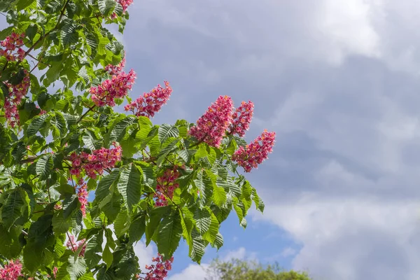 Flera grenar av blommande röd hästkastanj trädet — Stockfoto