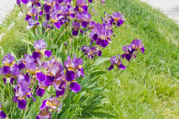Flowering irises on background of grass at selective focus — Stock Photo, Image