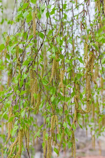 Birch branches hanging down on a blurred background — Stock Photo, Image