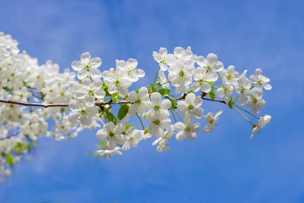 Pobočka Kvetoucí třešeň na rozostřeného pozadí — Stock fotografie