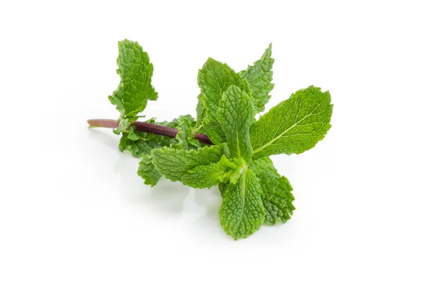 Twig of the fresh mint closeup on a white background — Stock Photo, Image