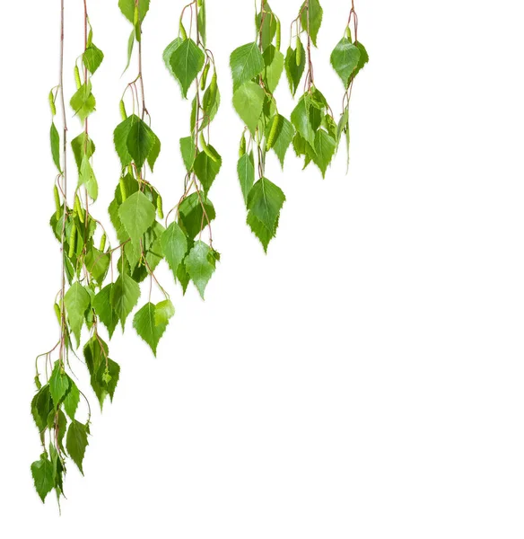 Background of the birch branches hanging down — Stock Photo, Image