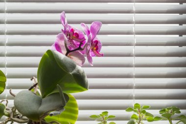 Çiçekli pembe phalaenopsis orkide pencere Panjur ile arka plan üzerinde 