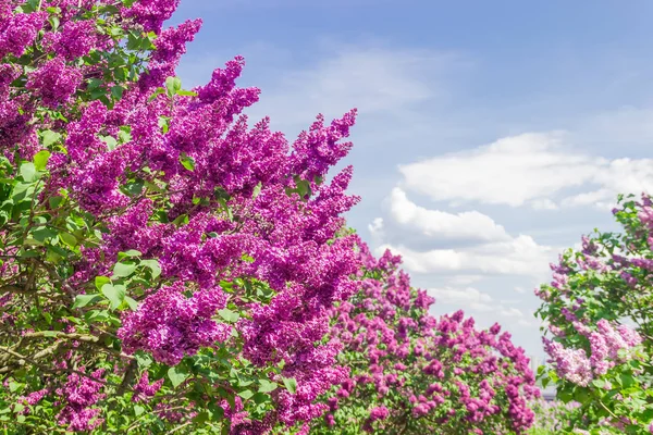 Fundo dos arbustos lilás floridos contra o céu — Fotografia de Stock