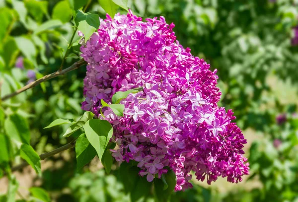Inflorescence of the lilac at selective focus — Stock Photo, Image