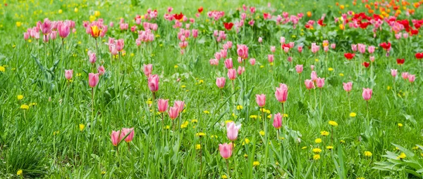 Panorama mýty s tulipány mezi trávou — Stock fotografie