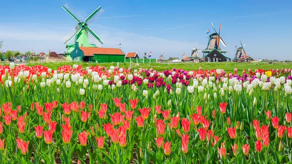 Moinhos de vento com tulipas no museu etnográfico Zaanse Schans, Países Baixos — Fotografia de Stock