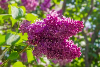 Two inflorescences of the lilac at selective focus clipart