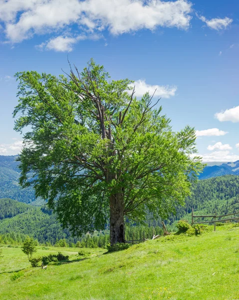 Karpatenlandschaft mit der einsamen Buche an Sommertagen — Stockfoto