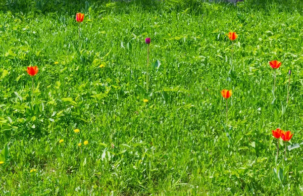 Glade con varios tulipanes multicolores individuales entre de una hierba — Foto de Stock