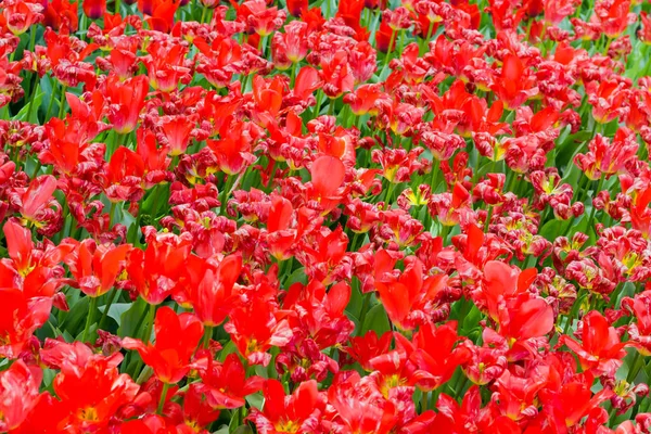 Fundo das diferentes tulipas vermelhas em um canteiro de flores — Fotografia de Stock