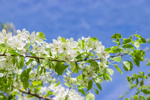 Bloeiende tak van de perenboom op een onscherpe achtergrond — Stockfoto