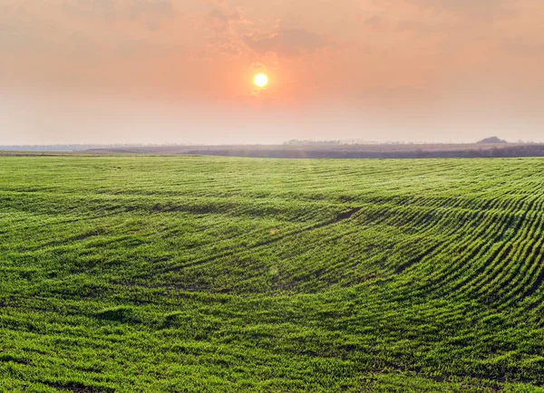 早春に日の出のに対して、冬小麦のフィールド — ストック写真