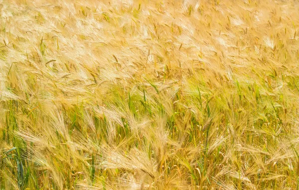 Fondo del fragmento del campo con cebada de maduración —  Fotos de Stock