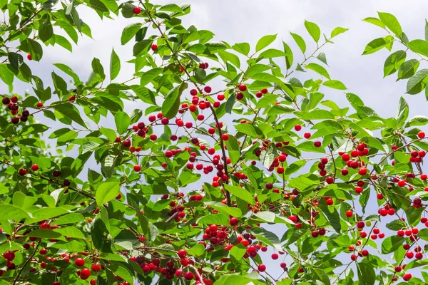 Reife Kirschen auf dem Baum im Obstgarten — Stockfoto