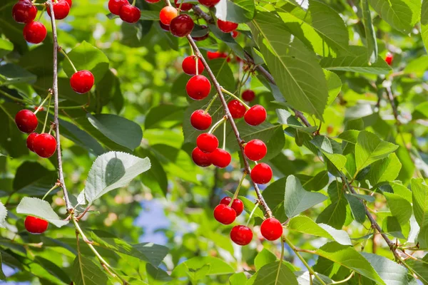 Reife Kirschen auf den Zweigen im Obstgarten — Stockfoto