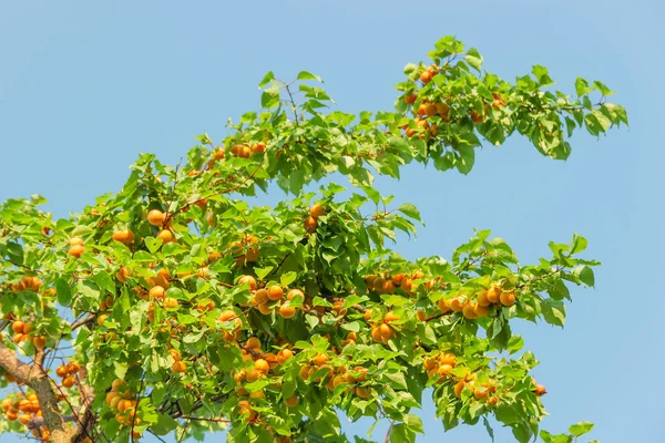 Branches d'abricot aux fruits mûrs dans le verger — Photo