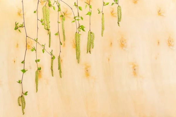 Björk grenar med unga blad och hanblommor på björkfaner — Stockfoto