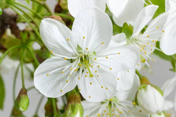 Close-up van kers bloem op een kersenboom — Stockfoto