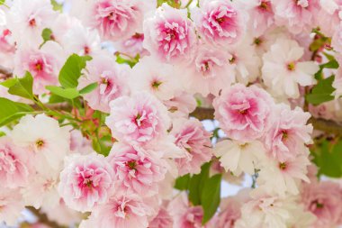 Pembe çiçeklerle çiçekli kiraz çiçeği arka plan