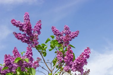 Lilac bush with purple flowers against of the sky clipart