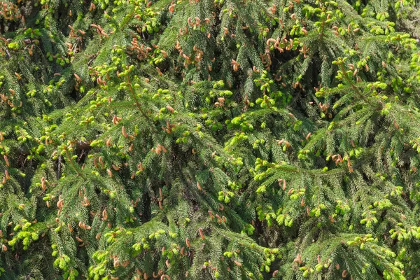 Background of spruce branches with catkins and young shoots — Stock Photo, Image