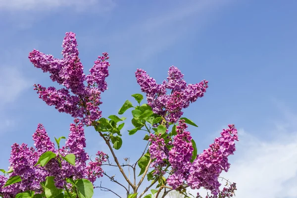 Lila bush med lila blommor mot himlen — Stockfoto