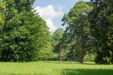 Glade iğne yapraklılar ve yaprak döken ağaçların arasında Park