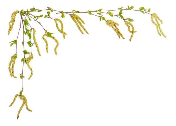Фон березовых ветвей выложен слева и сверху — стоковое фото