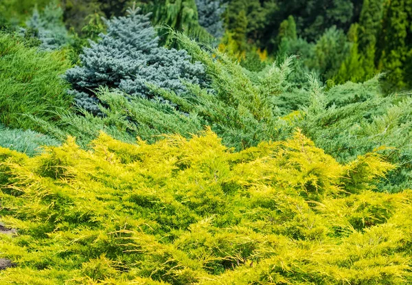 Juniper struiken tegen van andere groenblijvende planten op selectieve aandacht — Stockfoto