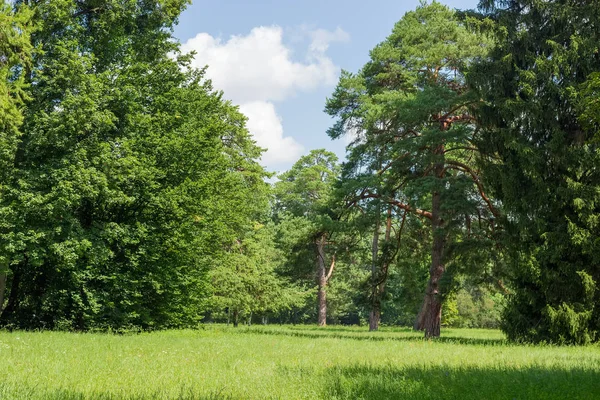 Polanie w parku wśród drzew iglastych i liściastych — Zdjęcie stockowe