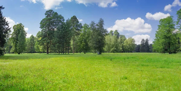 Glade en parque cubierto de hierba contra de árboles — Foto de Stock