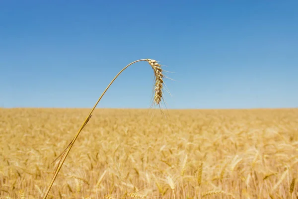 Пшеничное ухо над полем против неба — стоковое фото
