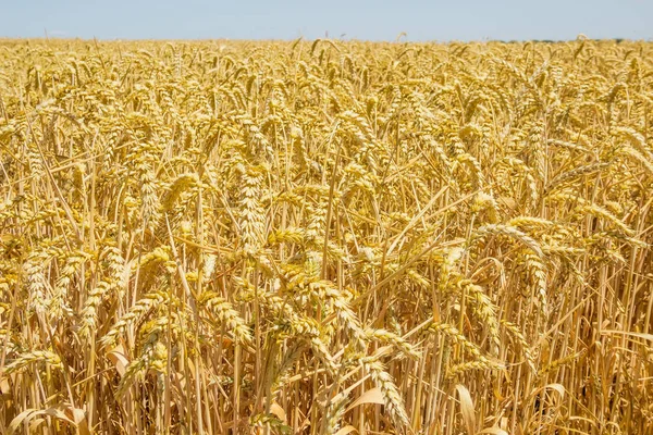 Фрагмент поля спелой пшеницы — стоковое фото
