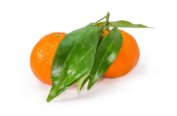 Mandarinen auf kleinem Zweig mit Blättern auf weißem Hintergrund — Stockfoto