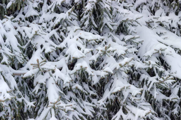 Contexto dos ramos de abeto cobertos de neve — Fotografia de Stock