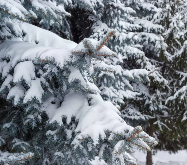 Fundo de abeto azul coberto de neve contra outras árvores — Fotografia de Stock