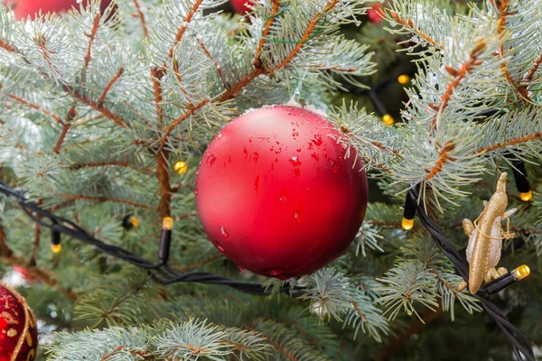 Röd jul boll på levande gren av julgran utomhus — Stockfoto