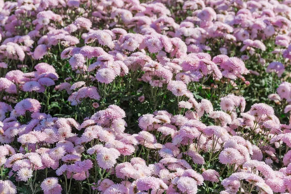Цветущие белые с розовыми хризантемами на клумбе — стоковое фото