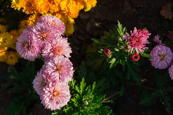 Visão superior de crisântemos florescentes rosa contra a flor amarela — Fotografia de Stock