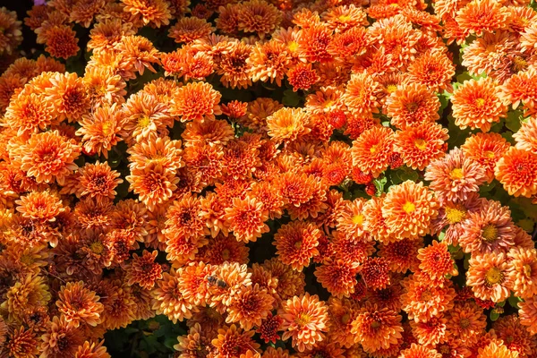 Visão superior de crisântemos florescentes de cor laranja — Fotografia de Stock