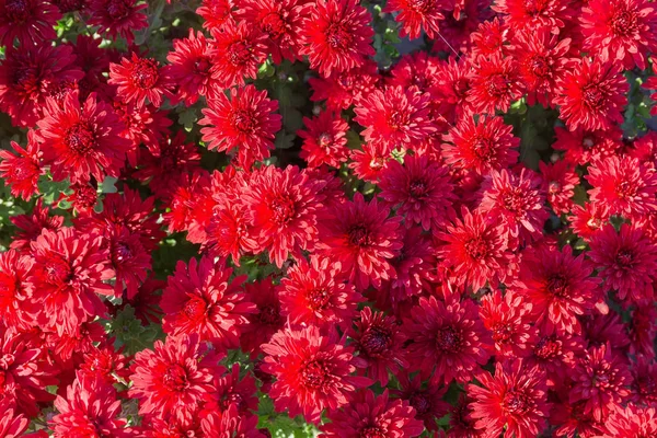 Visão superior de crisântemos florescentes vermelhos, fundo — Fotografia de Stock