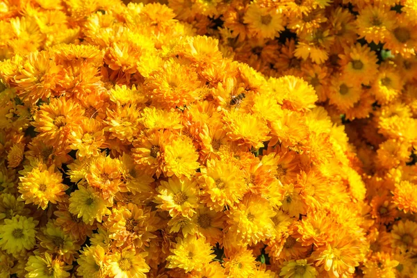 Цветущие жёлтые хризантемы на клумбе крупным планом — стоковое фото