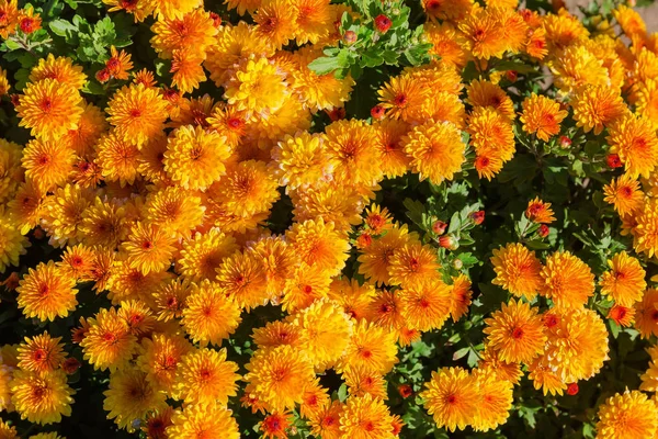 Вид сверху на желтые с оранжевыми хризантемами — стоковое фото